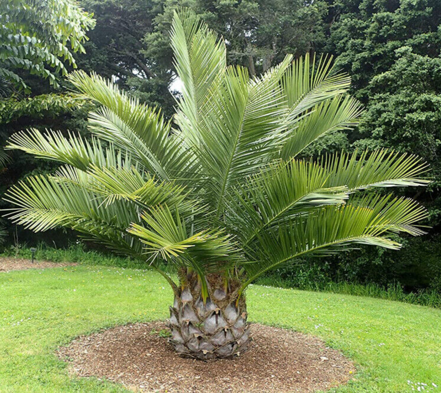 Jubaea chilensis --Chilean Wine Palm--