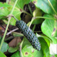 INDIAN LONG PEPPER --Piper longum--