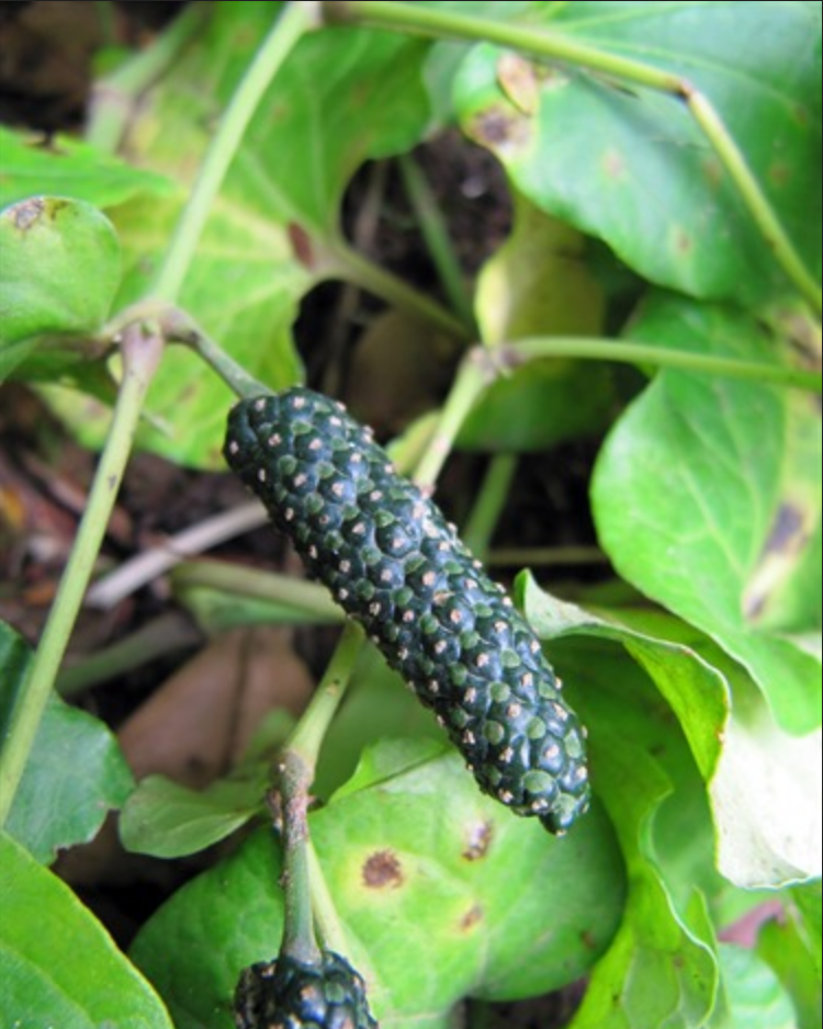 INDIAN LONG PEPPER --Piper longum--