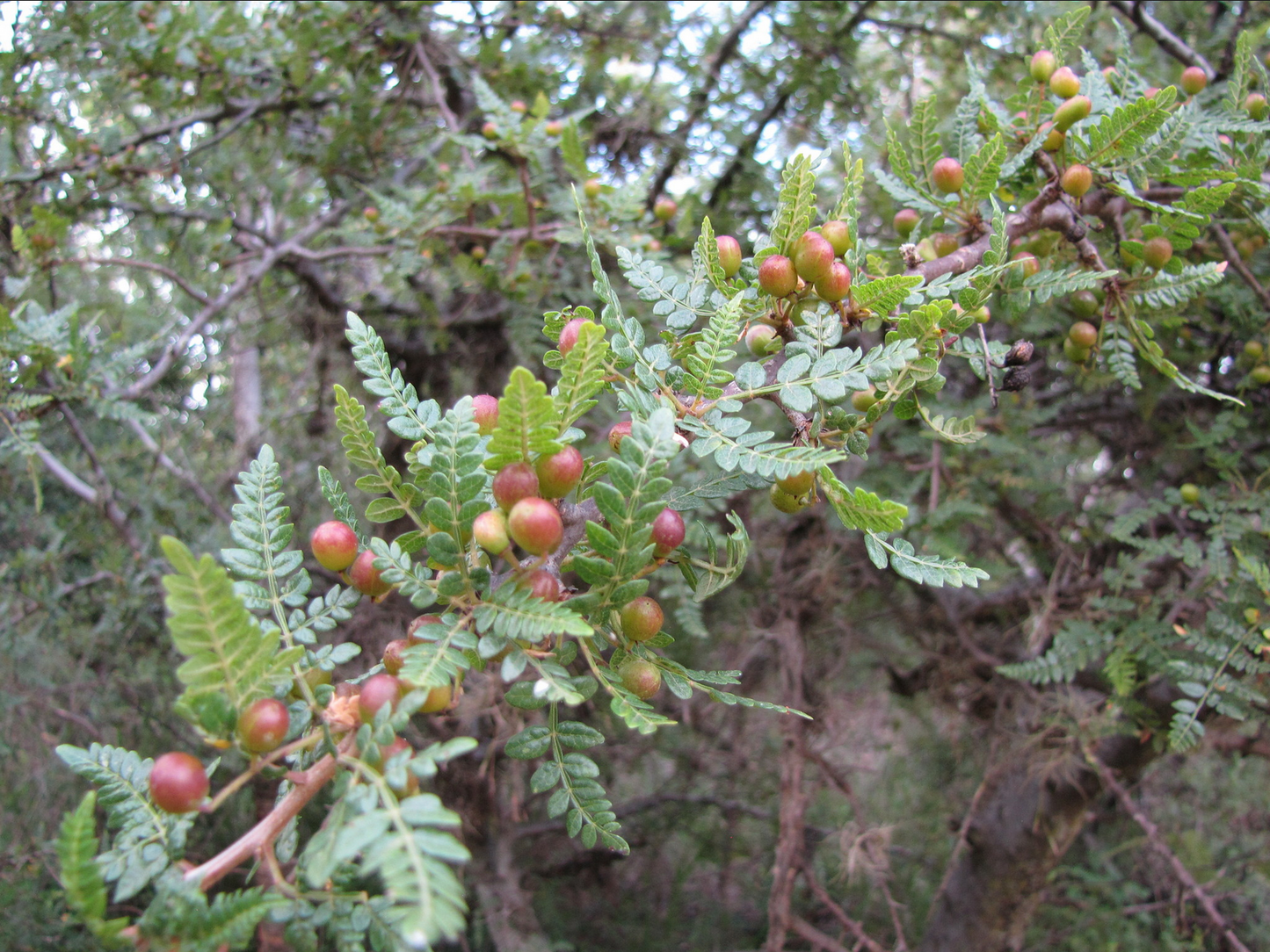 COPAL CHINO --Bursera bipinnata--