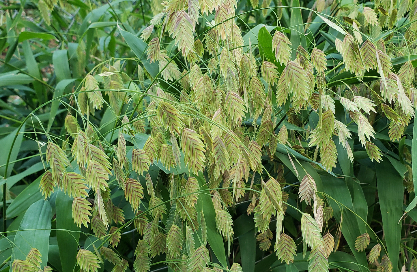 Chasmanthium latifolium --Inland Sea Oats--