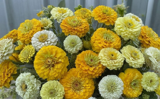 ZINNIA 'Lemon Meringue Mix'