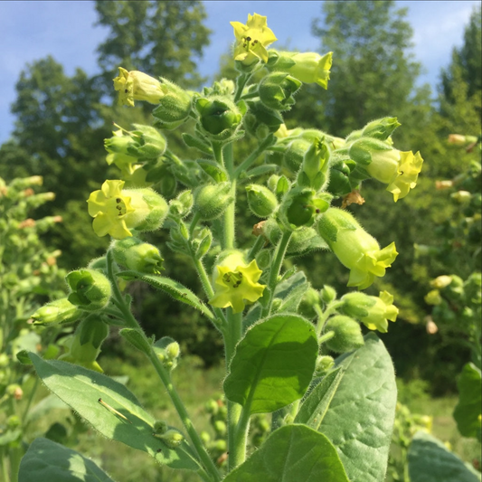 TOBACCO 'San Juan Pueblo' --Nicotiana rustica--