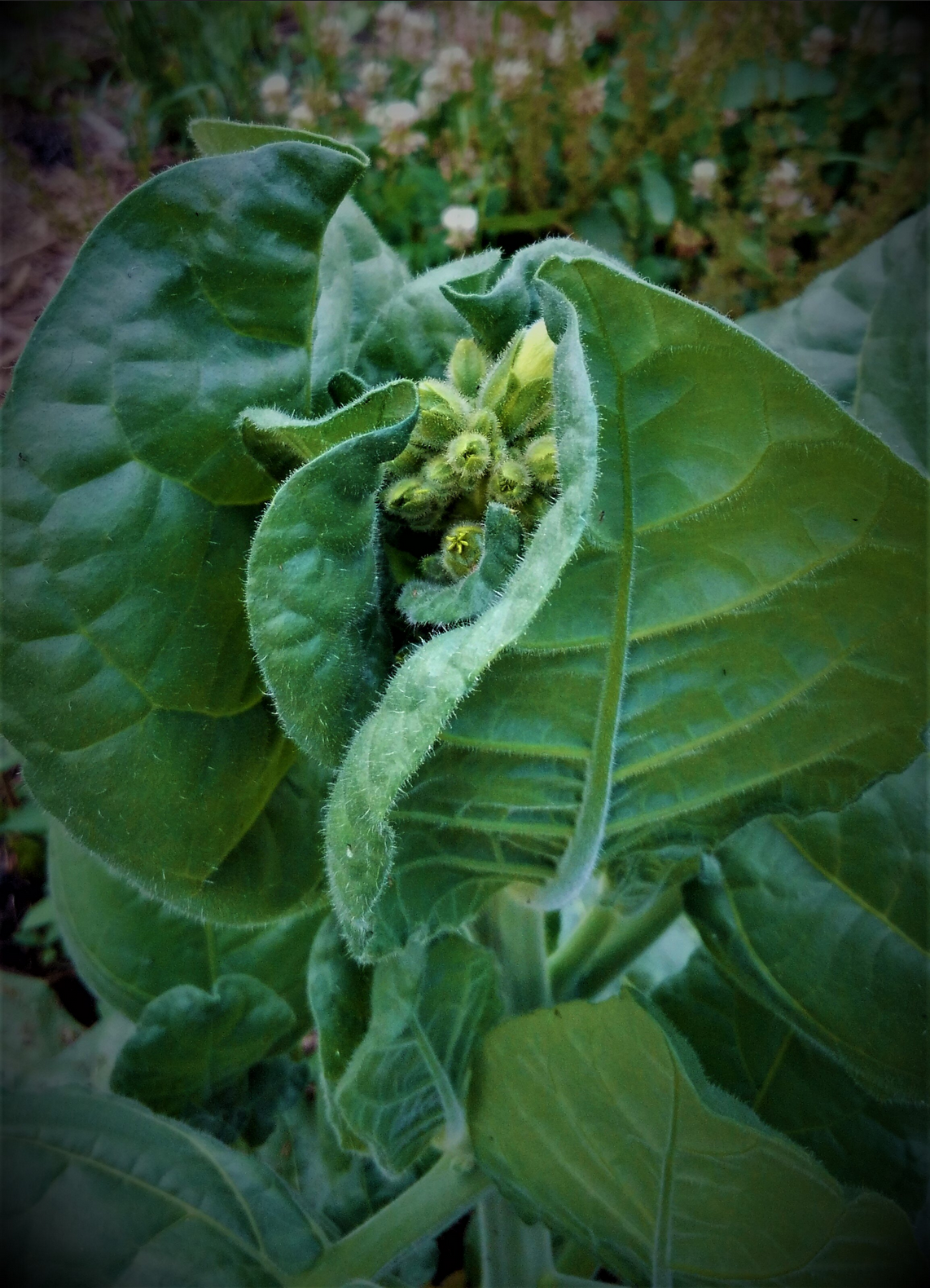 TOBACCO 'San Juan Pueblo' --Nicotiana rustica--