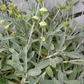 IRONWORT --Sideritis syriaca--