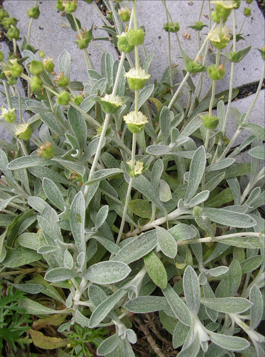 IRONWORT --Sideritis syriaca--