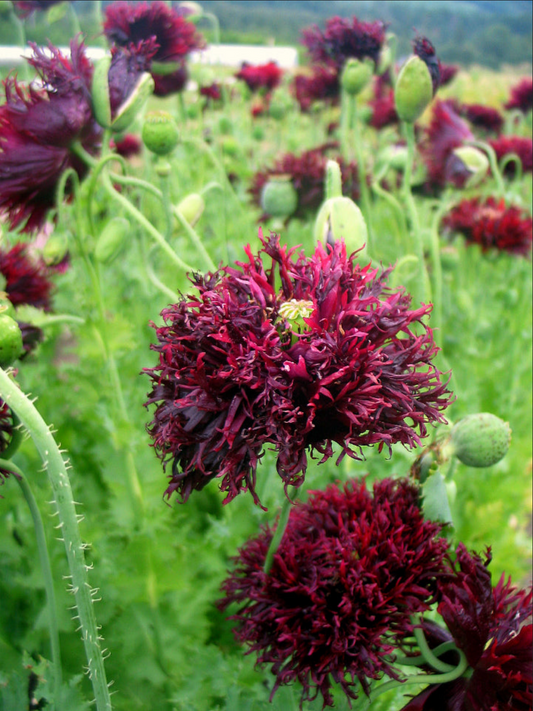 POPPY 'Black Swan'