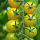 TOMATO 'Lemon Drop'