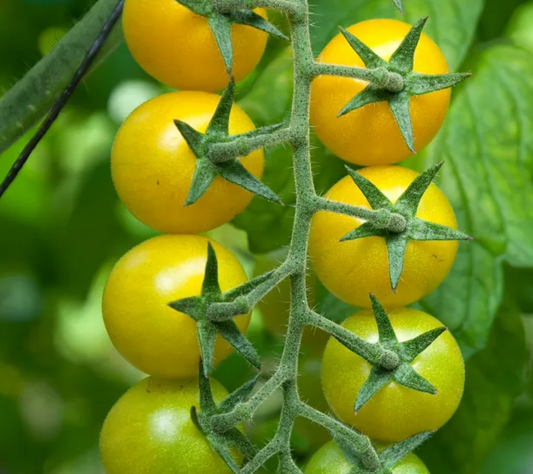 TOMATO 'Lemon Drop'