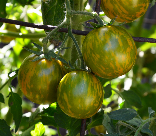 TOMATO 'Green Zebra Cherry'