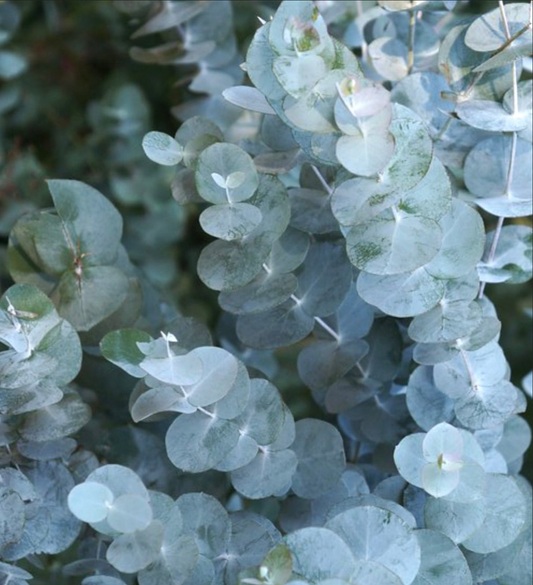 EUCALYPTUS 'Silver Dollar' --Eucalyptus cinerea--