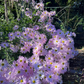 Dendranthema zawadskii --Country Girl Chrysanthemum--
