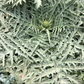 ARTICHOKE 'Imperial Star'