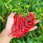 PEPPER 'Himo Togarashi'