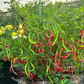 PEPPER 'Himo Togarashi'
