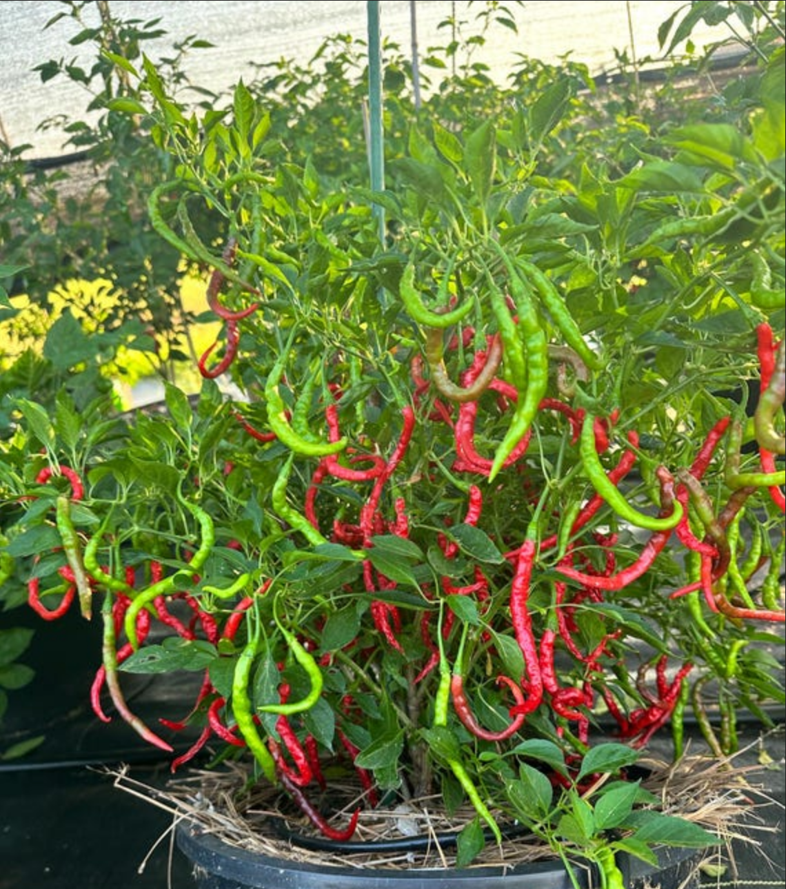 PEPPER 'Himo Togarashi'