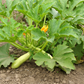 SQUASH 'Trieste White Zucchini'