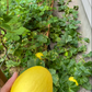 MELON 'Canary Yellow'