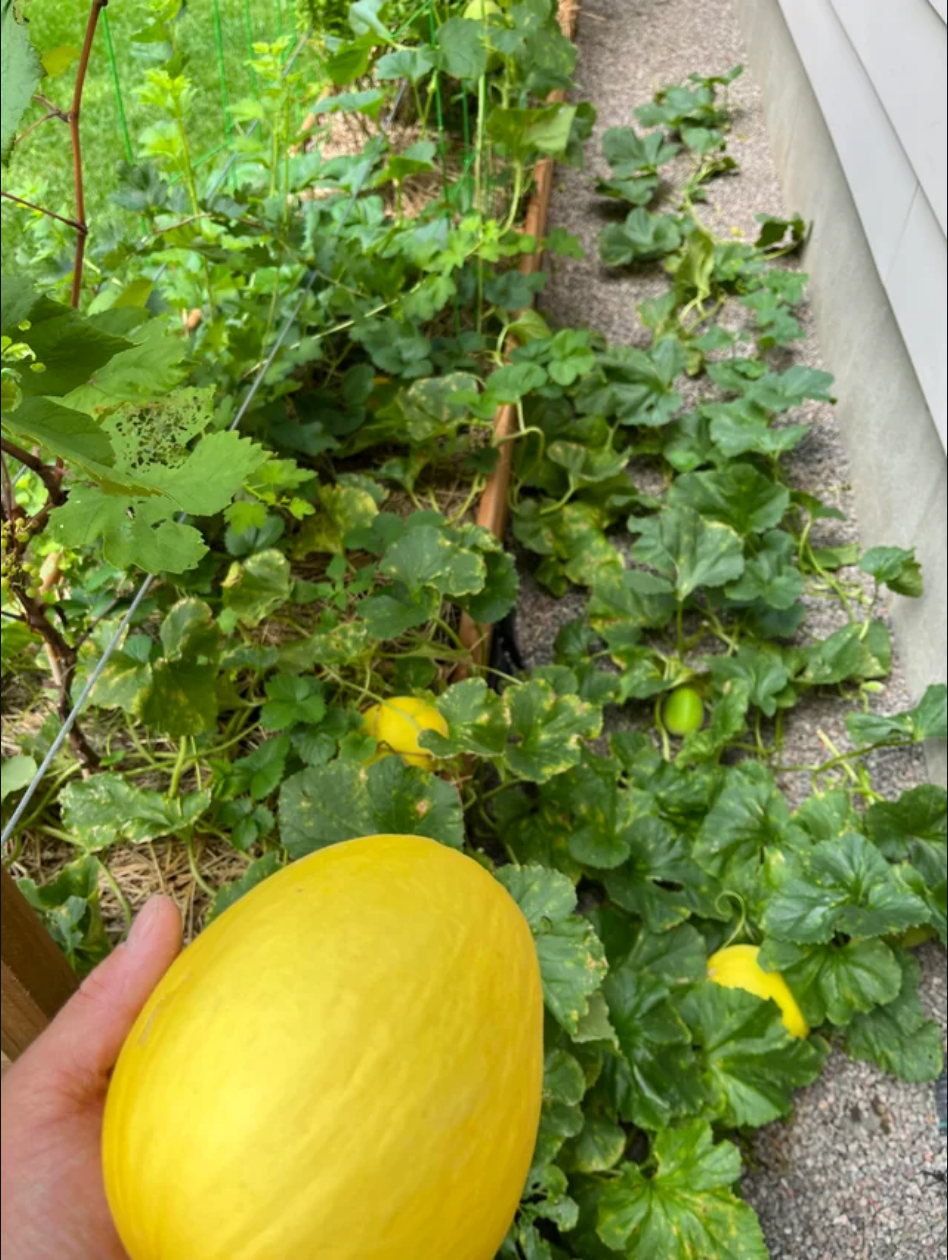 MELON 'Canary Yellow'