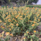 Sphaeralcea lindheimeri --Woolly Globemallow--