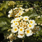 Lantana camara --Cream Spreading Lantana--