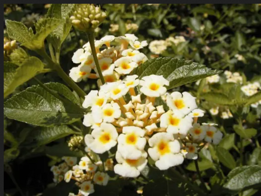 Lantana camara --Cream Spreading Lantana--