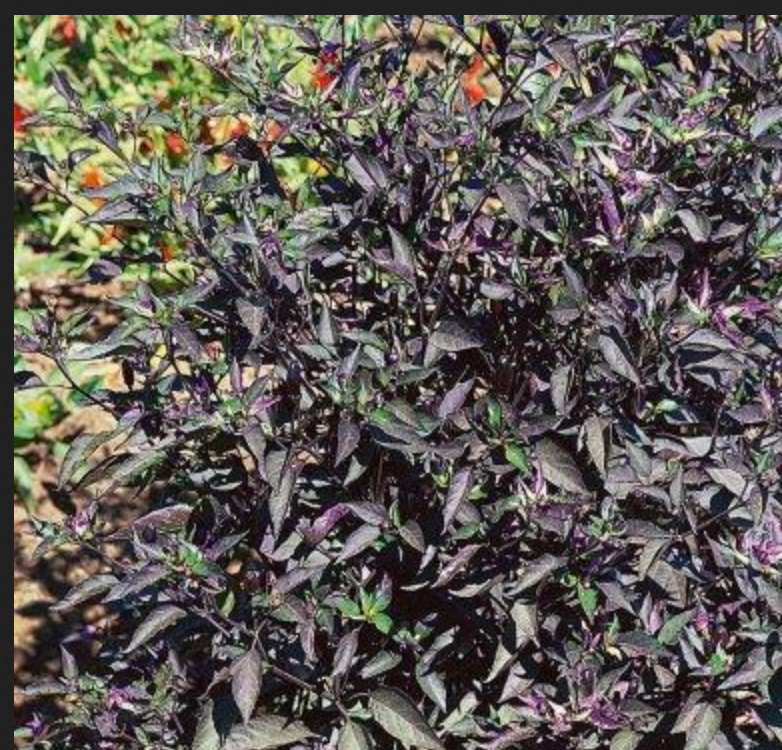 PEPPER 'Royal Black'