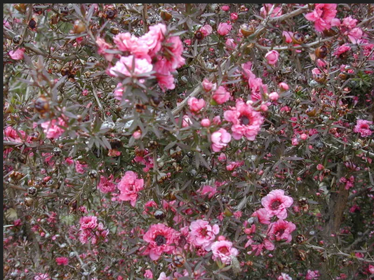 TEA TREE 'Manuka' --Leptospermum scoparium--