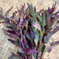 EPAZOTE 'Oaxacan Red' --Chenopodium ambrosioides--