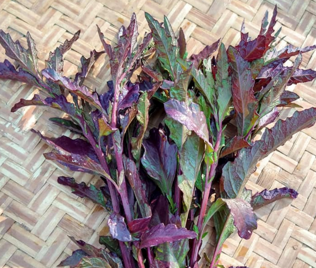 EPAZOTE 'Oaxacan Red' --Chenopodium ambrosioides--