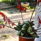 Gasteria armstrongii