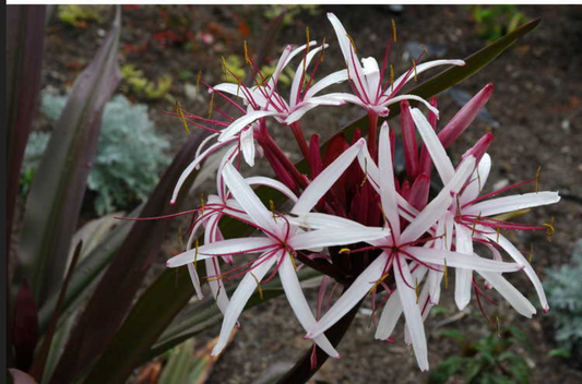 Crinum asiaticum var. procerum 'Splendens' --Queen Emma's Purple Lily--