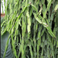 Rhipsalis paradoxa --Chain Cactus--