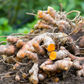 TURMERIC --Curcuma longa--