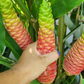 GINGER 'Shampoo' --Zingiber zerumbet--