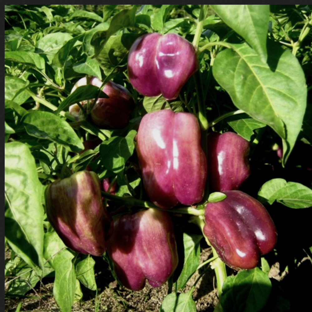 PEPPER 'Lilac Bell'