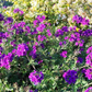Verbena tenuisecta --Decked Out Verbena--