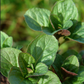 MINT 'Orange' --Mentha piperita 'Citrata'--