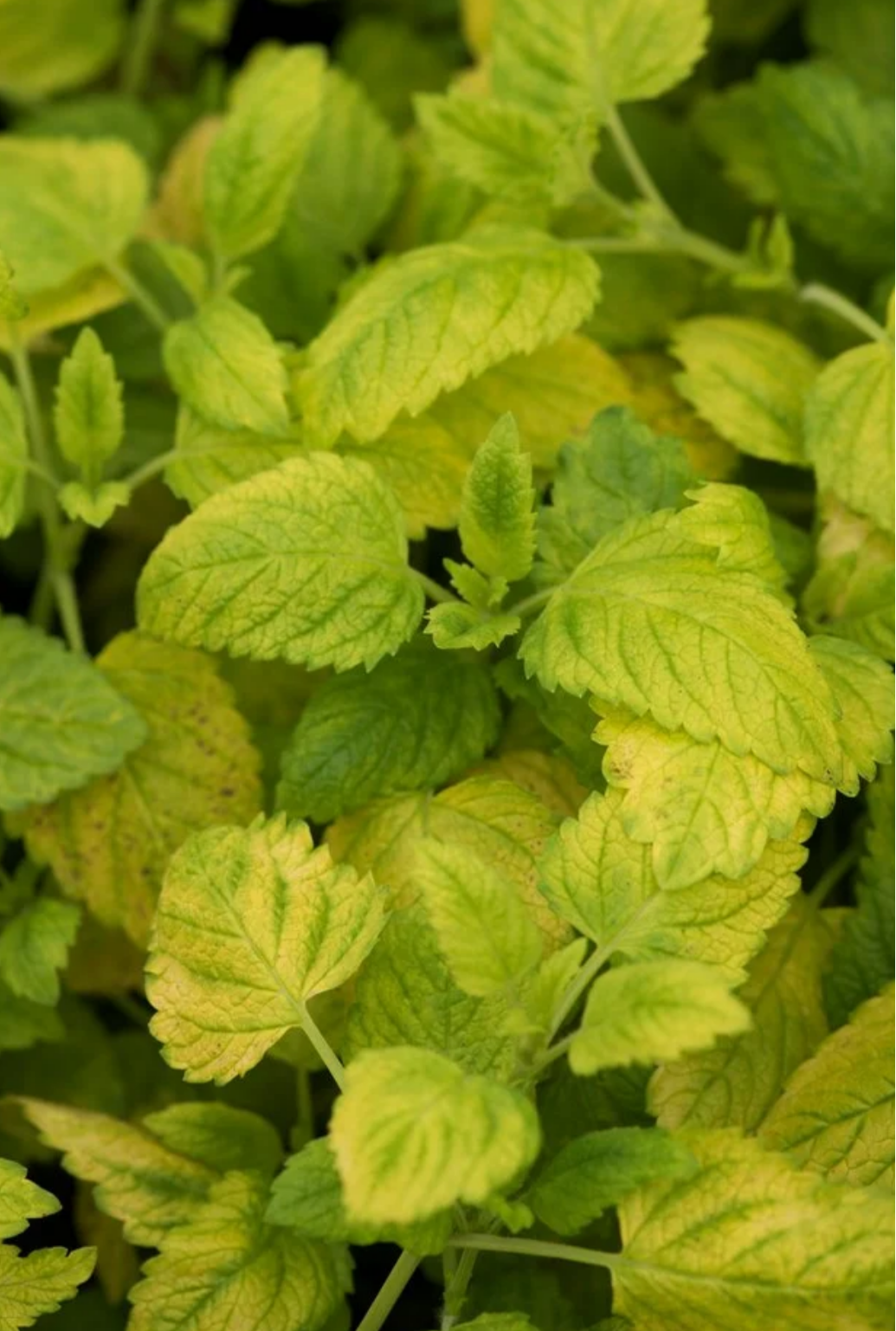 LEMON BALM 'Gold Leaf' --Melissa officinalis--