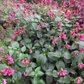 Salvia oxyphora --Fuzzy Bolivian Sage--