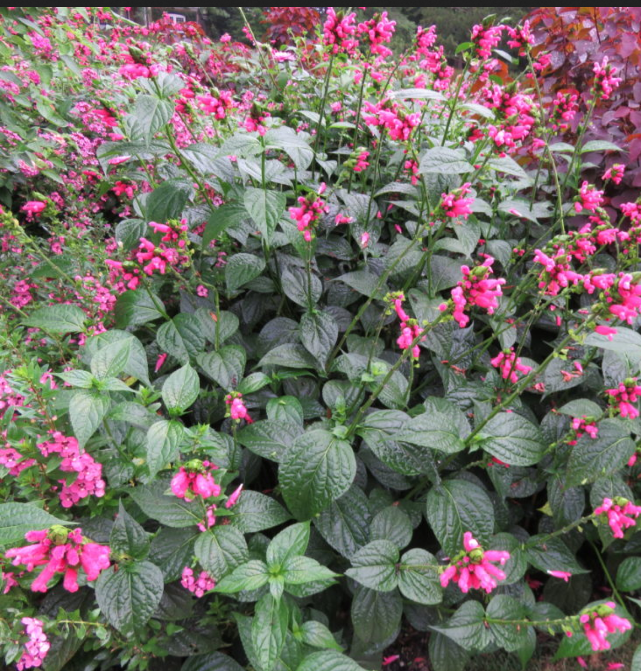 Salvia oxyphora --Fuzzy Bolivian Sage--