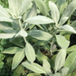 SAGE 'White' --Salvia apiana--