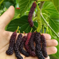 MULBERRY 'Pakistan' --Morus nigra--