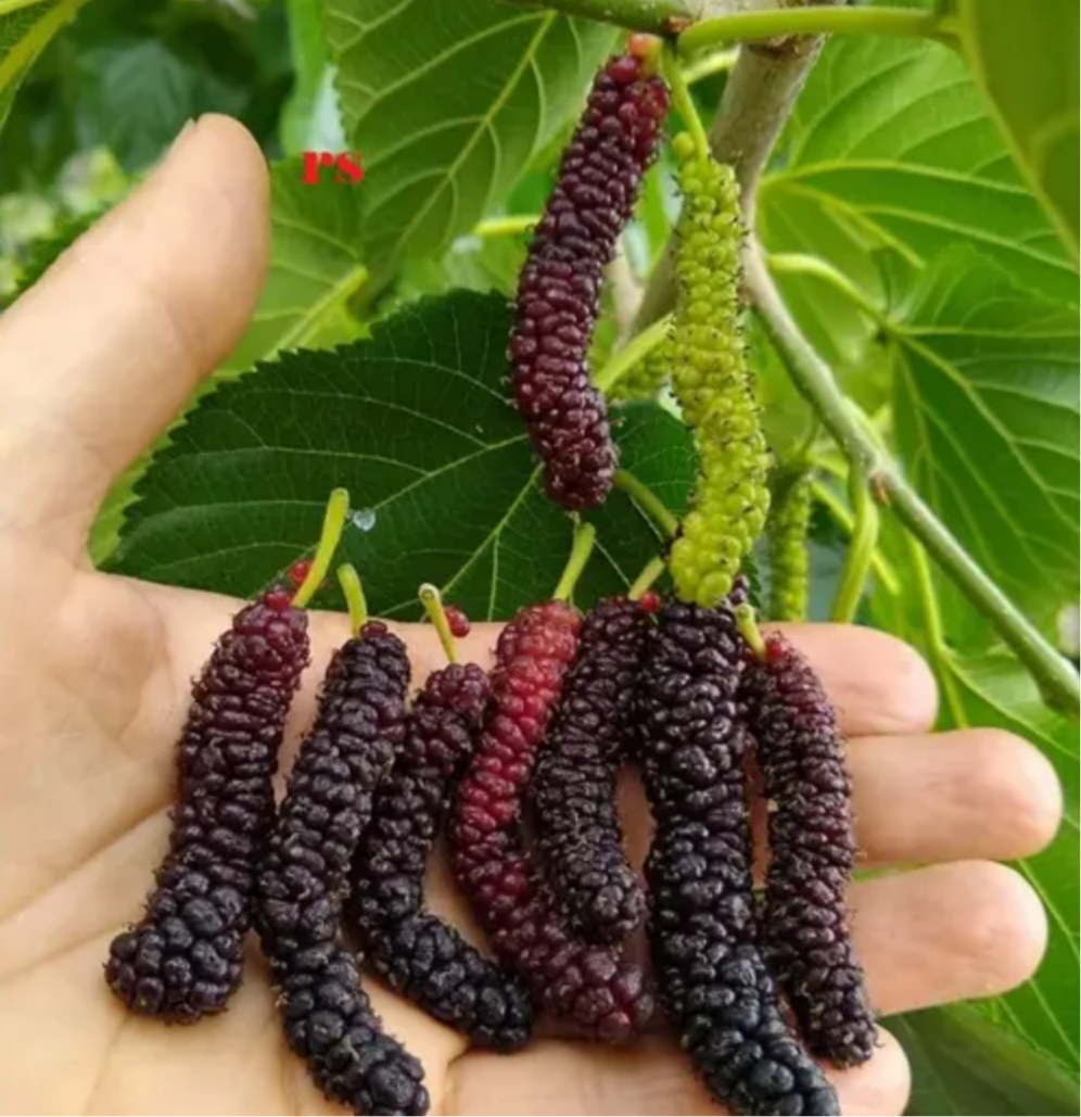 MULBERRY 'Pakistan' --Morus nigra--