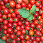TOMATO 'Mexico Midget'