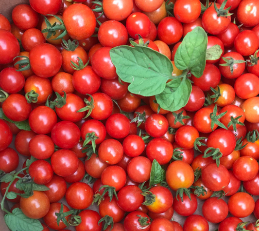 TOMATO 'Mexico Midget'