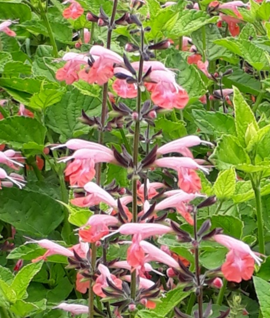 Salvia coccinea --Brenthurst Tropical Sage--
