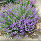 Scutellaria wrightii --Purple Skullcap--