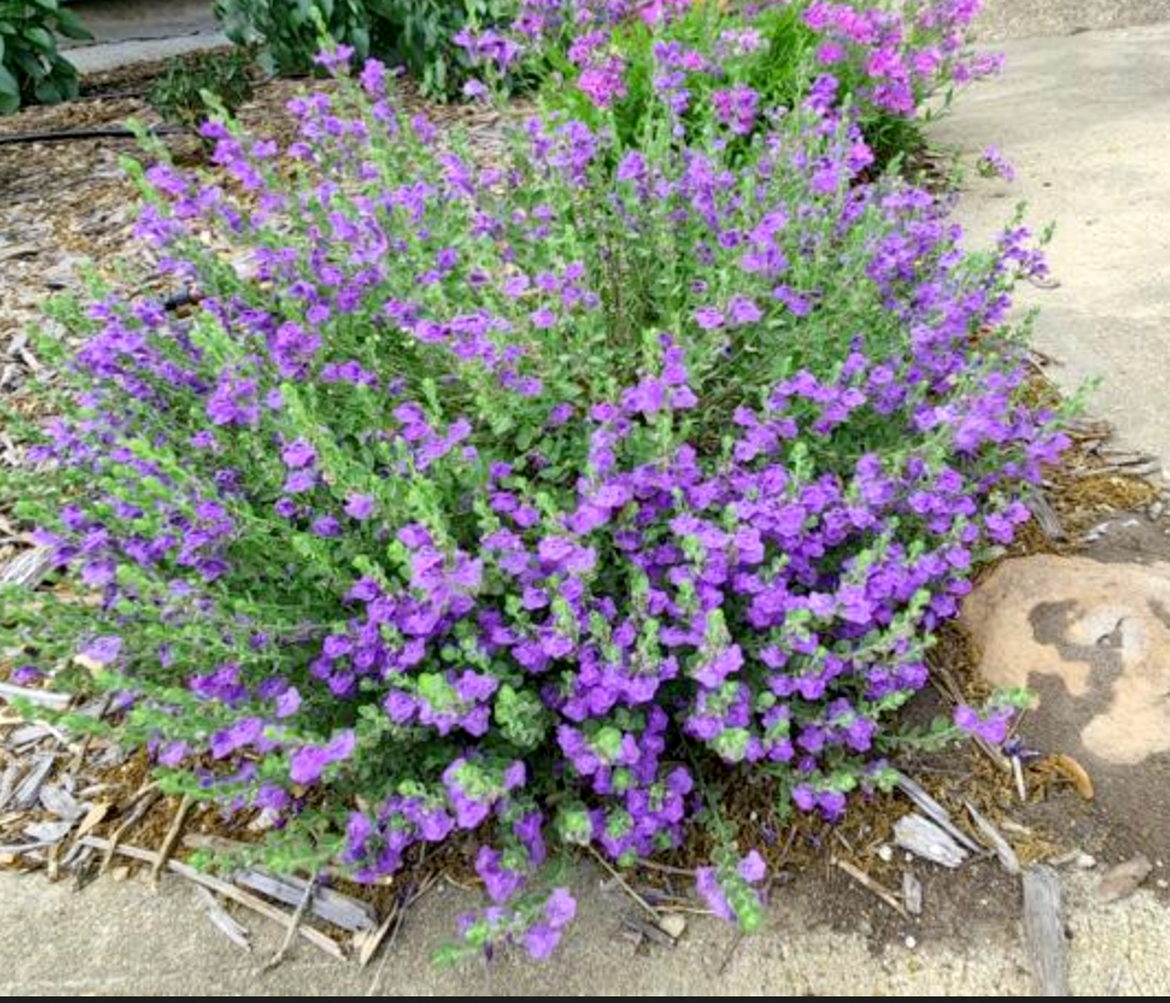 Scutellaria wrightii --Purple Skullcap--
