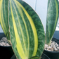 Sansevieria masoniana 'Variegata' --Variegated Whale Fin Snake Plant--